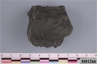 藏品(二枚貝)的圖片